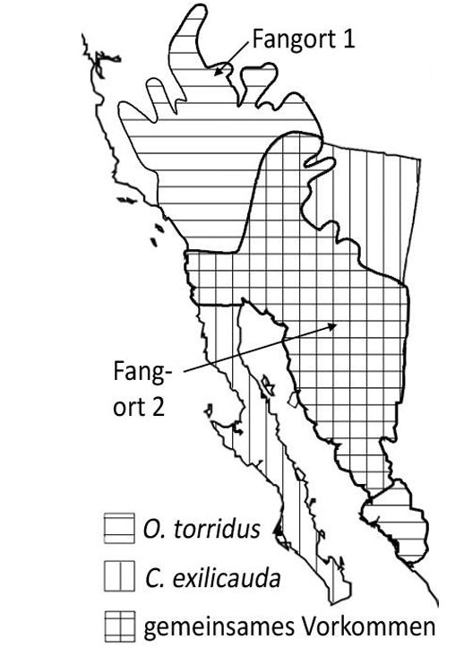 Karte mit Verbreitungsgebieten von O. torridus und C. exilicauda, überlappende Zone und zwei Fangorte markiert.